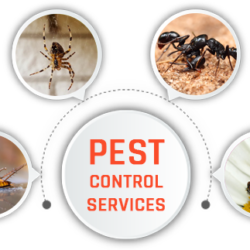 خدمات مكافحة الحشرات و القوارض و الآفات الضارة من شركة الهلال للخدمات الفندقية